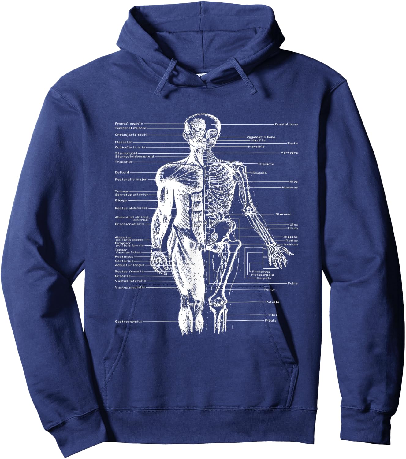 Human Body Muscle Anatomy Doctor Hoodie - Hoodie | Navy
